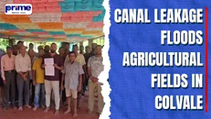 Canal Leakage Floods Agricultural Fields in Colvale