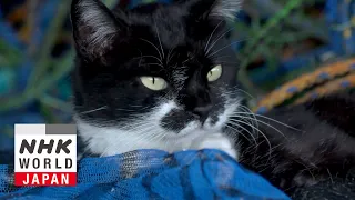 Aomori: Looking for Attention - A Cat's-Eye View of Japan