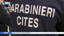 SEQUESTRO CUCCIOLI MALATI