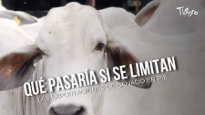Qué pasaría si se limitan las exportaciones de ganado en pie - TvAgro por Juan Gonzalo Angel