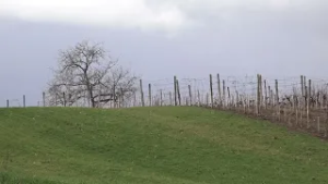 TV Informator  - VREME 25 FEBRUAR 2026