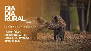 Coordinated Wild Boar and Hybrid Boar Management Strategies