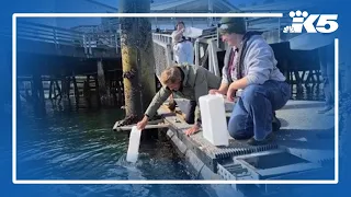Early results from Puget Sound study very encouraging