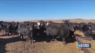 Kansas, Oklahoma, Texas cattle associations release statement on ICE operations