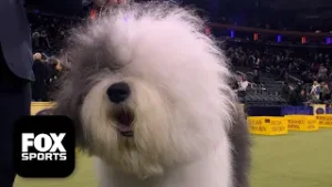 The Herding Group ? 2026 Westminster Dog Show