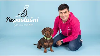 Jazvečík Charlie má veľké ego a ešte väčší problém | Neposlušní