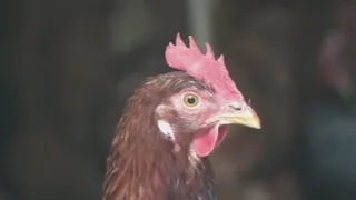 Yard chicken survey gets thousands of responses in Burlington