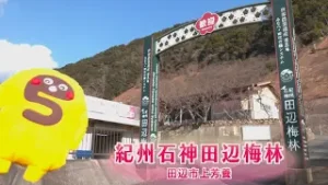 五郎の梅だより2026【紀州石神田辺梅林】