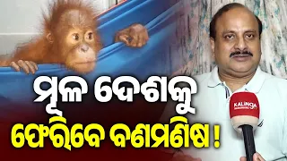 Indonesia’s Forest Department Contacts India Over Odisha Orangutan Rescue Case | Kalinga TV