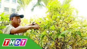 Nhà vườn tích cực chăm sóc mai sau Tết | THDT