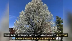 ‘Bradford Pear Bounty’ initiative aims to restore native plants across Kentucky