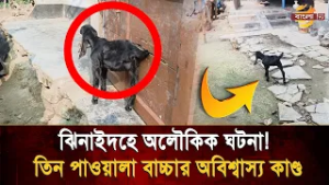 জন্ম থেকেই নেই এক পা তবু ৩ পা নিয়েই দিব্যি ছুটছে এই বিরল প্রাণী | Bangla TV