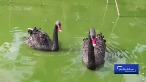 صين المال والأعمال: قصة ريادة الأعمال في الجبال العالية بمدينة ليشوي الصينية