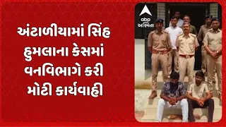 Amreli News | અમરેલીના અંટાળીયામાં સિંહ હુમલાના કેસમાં વનવિભાગે કરી મોટી કાર્યવાહી