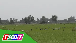 6 Asian Openbills