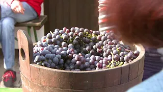 Regionalno, Podravje: Naravna vina pod drobnogledom