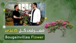 Introduction of Bougainvillea flowers by a florist in Parwan 2/ معرفی گل کاغذی در یک گلفروشی پروان ۲