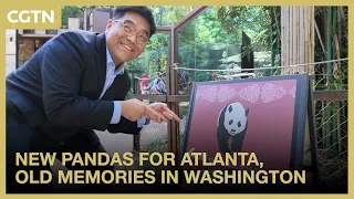 New pandas for Atlanta, old memories in Washington