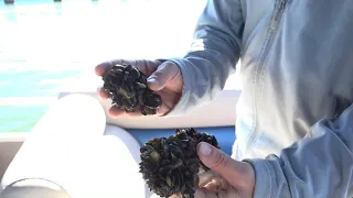 Newsom signs bill to speed up California's golden mussel response