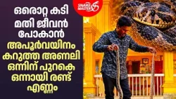 അപൂർവയിനം കറുത്ത അണലി | Rare Black Viper Rescue By Vava Suresh | Snakemaster EP 1228