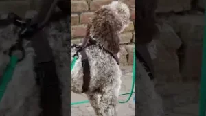 Richtige Körpersprache bei der Leinenführigkeit: So klapp es! ???