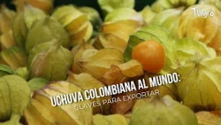Colombian Goldenberries for the World: Keys to Exporting ✈️ - TvAgro by Juan Gonzalo Angel