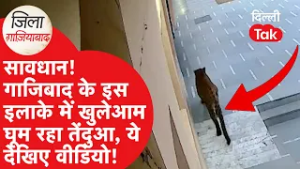 Zila Ghaziabad : सावधान! गाजियाबाद के इस इलाके में खुलेआम घूम रहा तेंदुआ, फैल रही दहशत | Dilli Tak