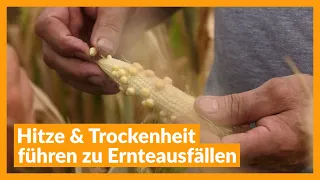 Heat & Drought Cause Crop Failures