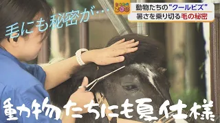 [Tobe ZOO] The Animals' "Cool Biz" Style
