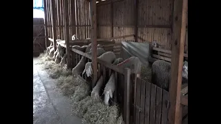 Situacija oko boginja kod ovaca u Raškom okrugu stabilna