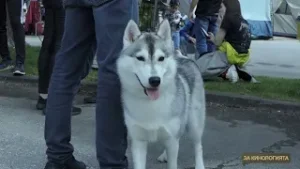 Георги Христозов за 2025 г.: Българската кинология върви нагоре