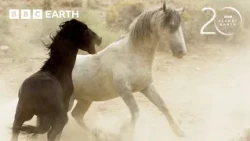 Mustang Stallions Duel Across The Nevada Desert | 20 Years of Planet Earth II | BBC Earth