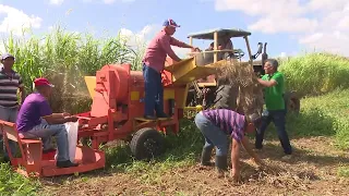 Agricultural and Forestry Worker's Day is celebrated in Cuba every October 3rd