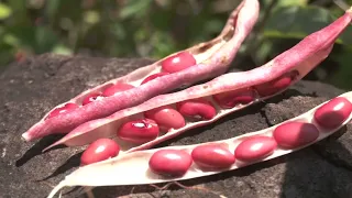 Drought and its impact on crops in the Central American Dry Corridor