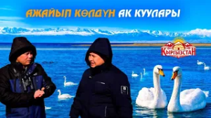 Ажайып көлдүн ак куулары // Керемет өлкөм