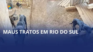 Cinco cães resgatados