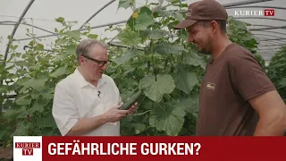 In the Veggie Jungle: The Spiky Cucumber