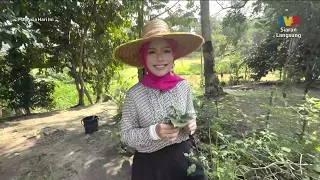 [CLIP] MHI (20 Aug 2026): Tumbuhan Yang Sesuai Ditanam Di Kediaman | Tonton