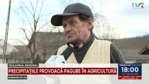 PRECIPITAȚIILE PROVOACĂ PAGUBE ÎN AGRICULTURĂ