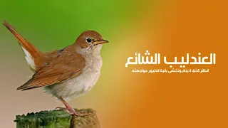 العندليب الشائع أعظم مغني في الطبيعة.. كيف يستطيع طائر صغير إحداث كل هذا الضجيج؟