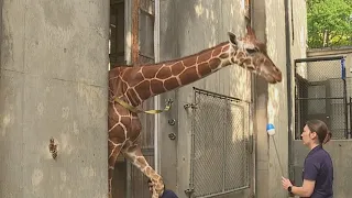 North Carolina Zoo giraffes treated to a spa day