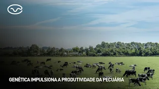 Genetics drives livestock productivity