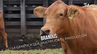 Brangus: The genetics that multiply your production - TvAgro by Juan Gonzalo Angel