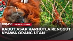 Orangutan Dies Due to Forest Fires, Dozens Lose Habitat | Headline News