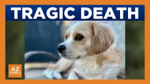 Phoenix man demands accountability after his dog attacked, killed