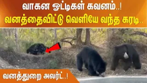 வாகன ஓட்டிகள் கவனம்! வனத்தைவிட்டு வெளியே வந்த கரடி... வனத்துறை அலர்ட்!