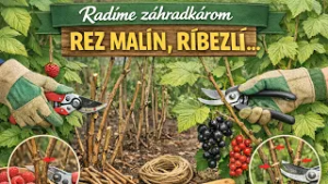 Ako správne rezať drobné ovocie (maliny, ríbezle, čučoriedky) – radí Ing. Juraj Jacko