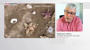 DES MILLIERS D’ÉTOILES DE MER ÉCHOUÉES SUR LES LITTORAUX DE LOIRE-ATLANTIQUE