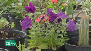 Importanța plantelor de apartament 02 03 2026