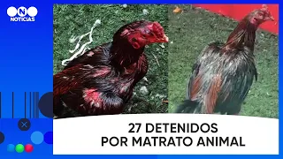 MALTRATO ANIMAL y APUESTAS CLANDESTINAS: 111 GALLOS RESCATADOS y 27 DETENIDOS
